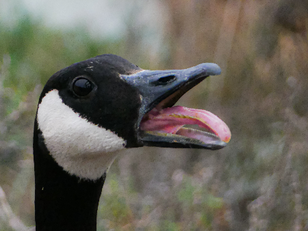 my goose friend